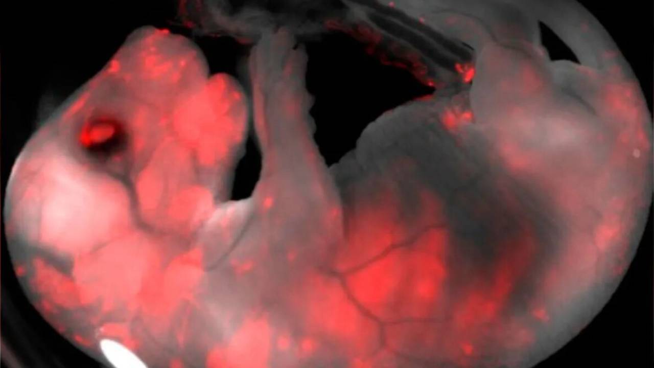 Quimeras creadas en laboratorio: cerdos con células cerebrales y chips biológicos 1 Quimeras creadas en laboratorio: cerdos con células cerebrales y chips biológicos