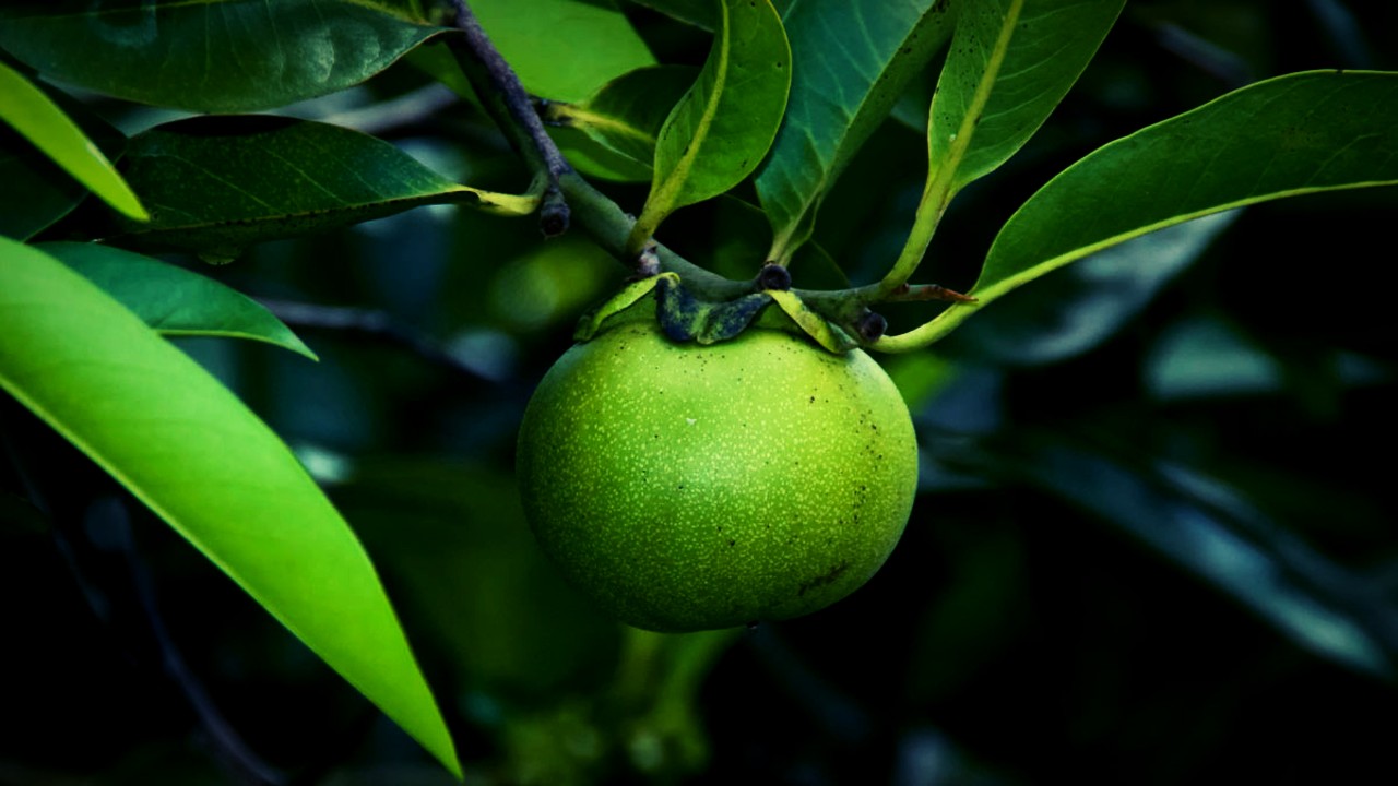 Si ves este árbol ¡Corre! El terrible y tóxico manchineel