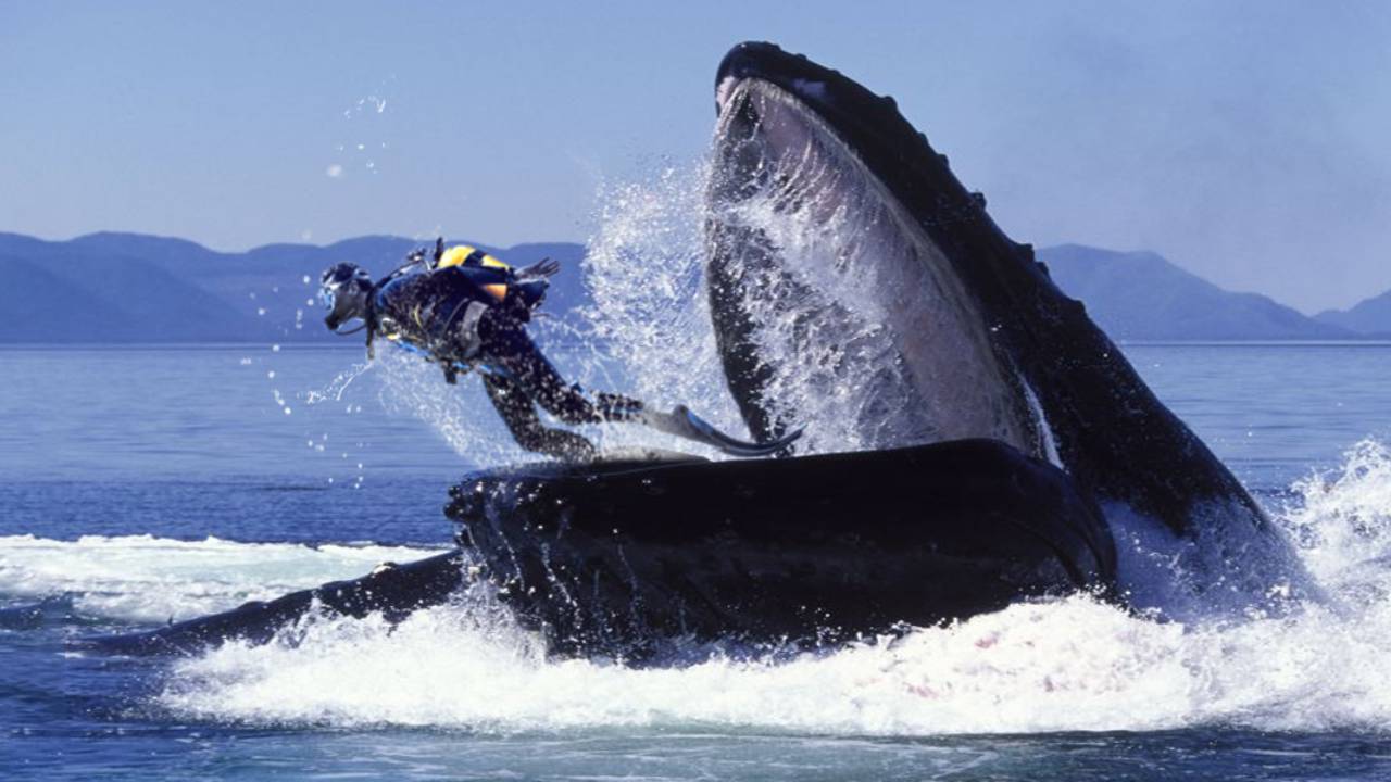 Un buceador de langostas de Cape Cod fue tragado por una ballena