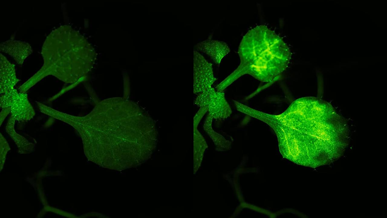 VIDEO: Plantas hablando hacen que las redes sociales reconsideren lo que pensaban sobre la vida 1 VIDEO: Plantas hablando hacen que las redes sociales reconsideren lo que pensaban sobre la vida