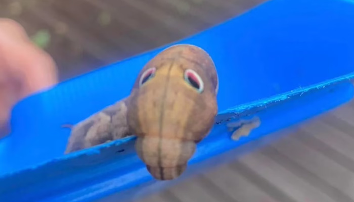 Internet ayuda a descubrir qué era una criatura que apareció en el jardín de una mujer en Australia 2 Internet ayuda a descubrir qué era una criatura que apareció en el jardín de una mujer en Australia