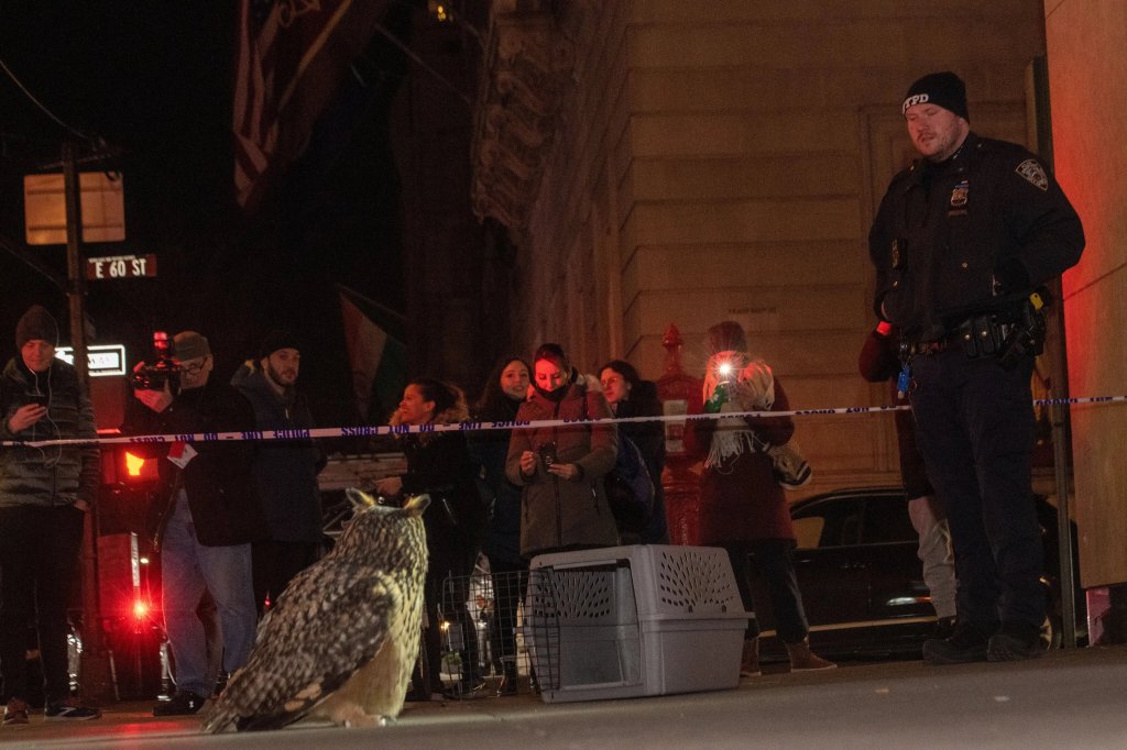 Flaco, el búho real euroasiático que escapó del Zoológico de Central Park, murió