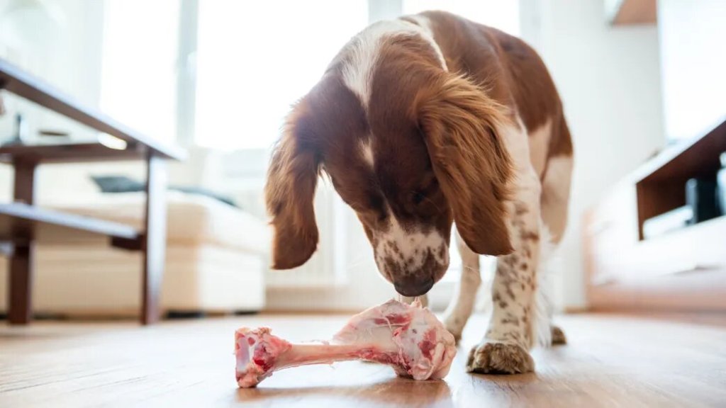 Tú perro no duraría en comerte si mueres