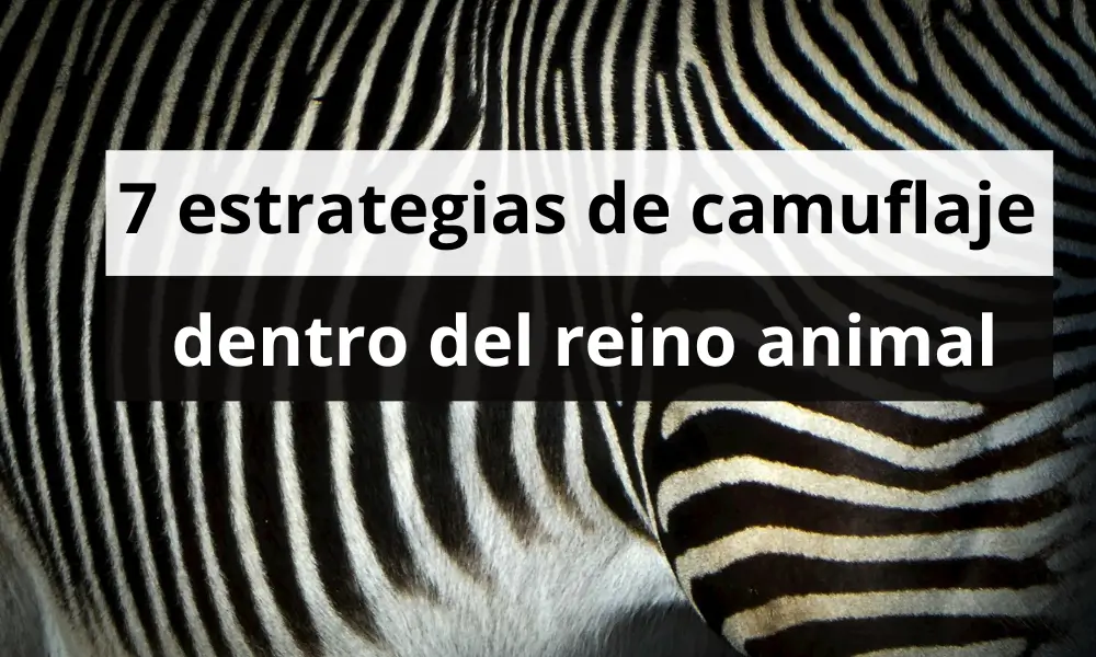 7 increíbles estrategias de camuflaje en el reino animal