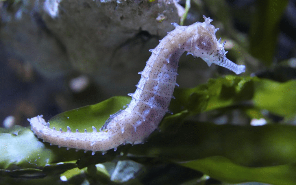 Caballitos de Mar Colores y colas prensiles
