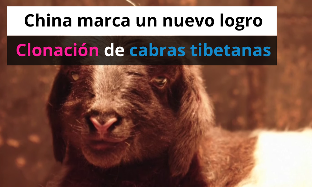 Logro en China Clonación de cabras tibetanas exitosa
