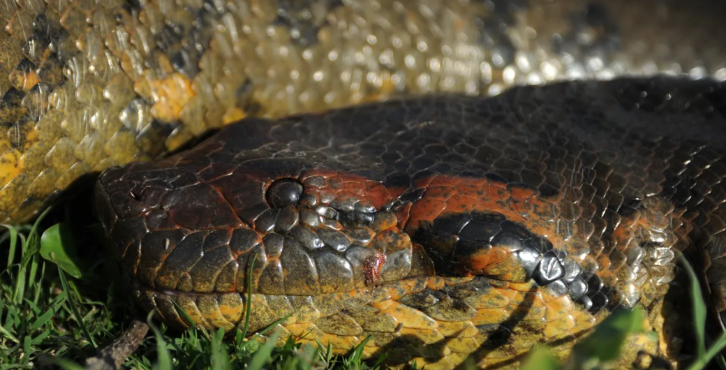 Se descubre la Anaconda verde del norte
