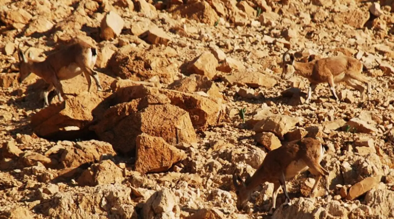 estrategias de camuflaje - estrategias de camuflaje