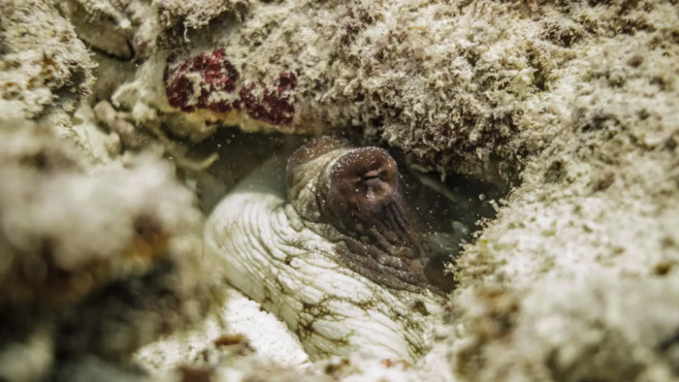 estrategias de camuflaje - estrategias de camuflaje