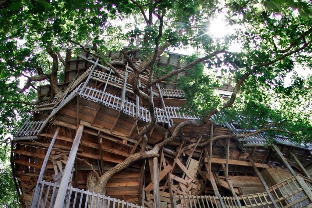 casa en el árbol más grande,casa en el árbol más grande del mundo,casa del árbol más grande - casa en el árbol más grande