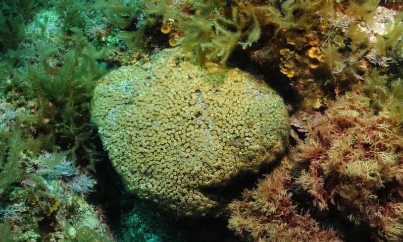 Por primera vez se encuentran contaminantes industriales en corales del Mediterráneo 2 -