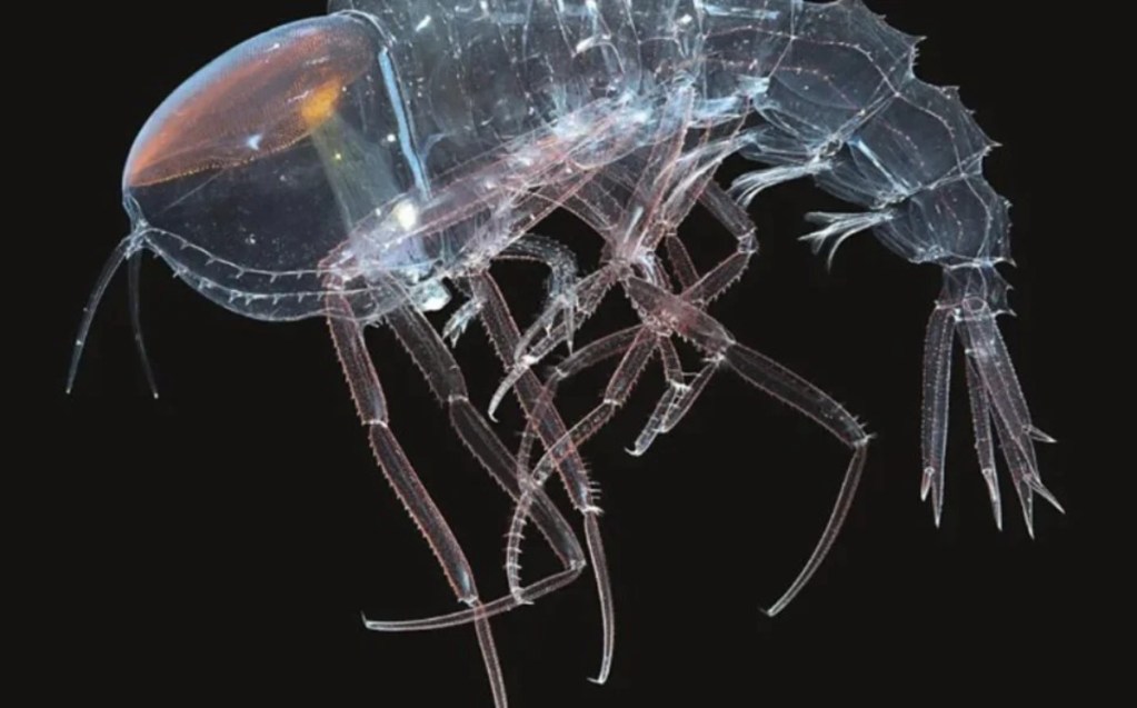 estrategias de camuflaje - estrategias de camuflaje