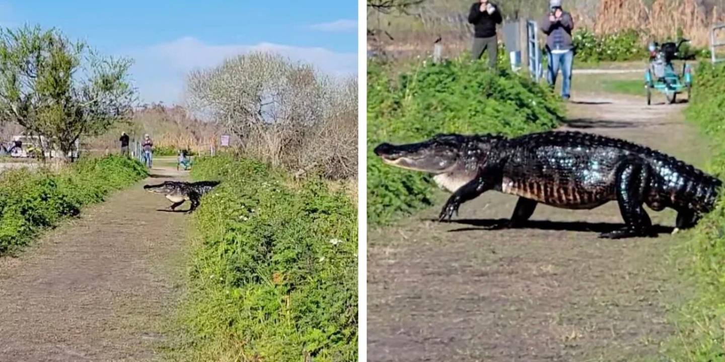 VIDEO: Un monstruoso caimán aparece en el camino de un hombre
