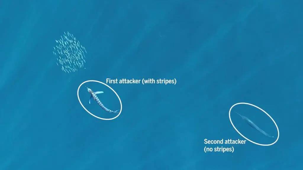 RESPONDE A ESTE TWEET subiendo el póster de una película de nacionalidad francesa [🇫🇷] que os guste. 