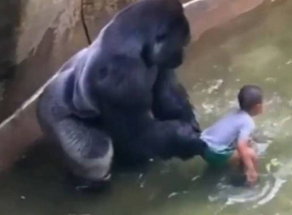 Harambe: el Gorila que fue asesinado cuando un niño cayó en su hábitat 2 Harambe: el Gorila que fue asesinado cuando un niño cayó en su hábitat