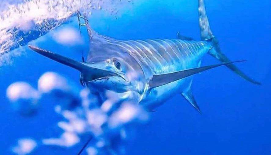 RESPONDE A ESTE TWEET subiendo el póster de una película de nacionalidad francesa [🇫🇷] que os guste. 