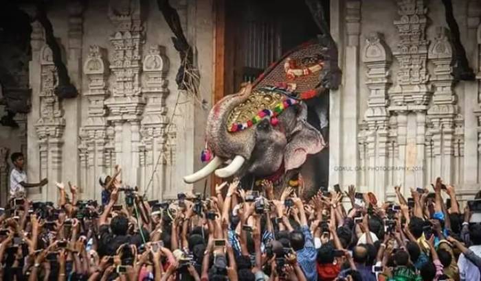Thechikottukavu Ramachandran: El elefante gigante y asesino de la India