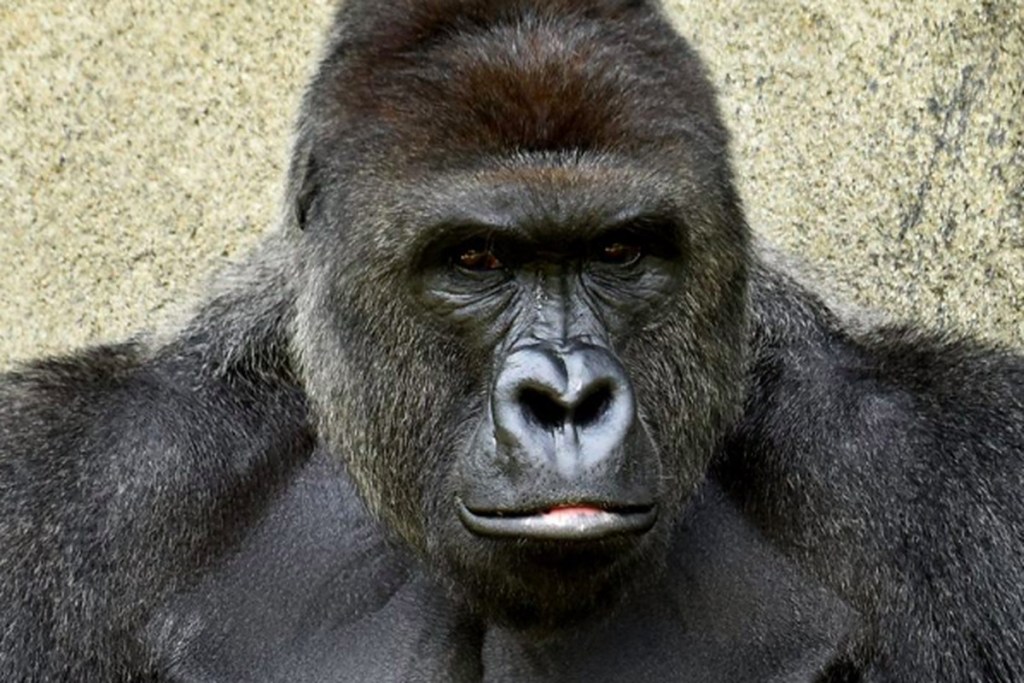 Harambe: el Gorila que fue asesinado cuando un niño cayó en su hábitat 3 Harambe: el Gorila que fue asesinado cuando un niño cayó en su hábitat