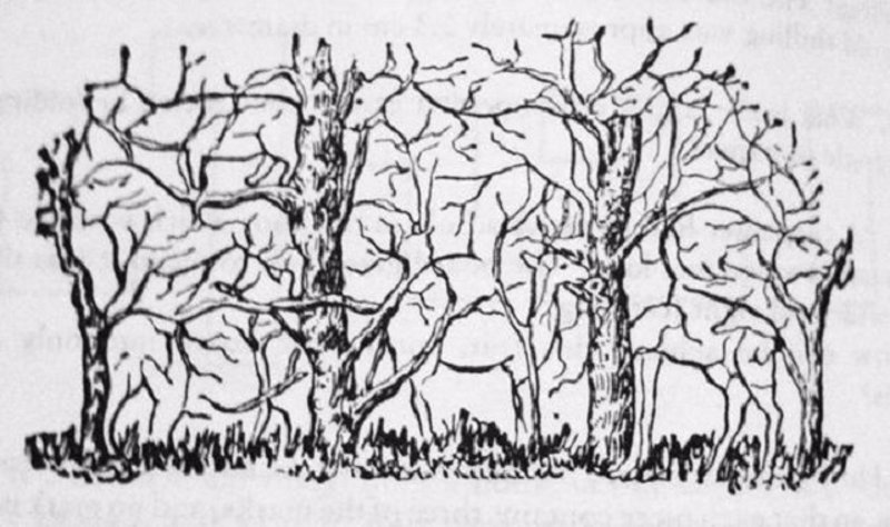 ¿Cuántos animales ves en la imagen? Reto visual 6 ¿Cuántos animales ves en la imagen? Reto visual