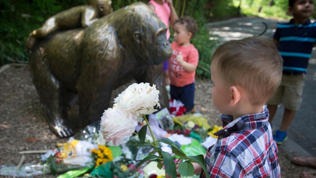 Harambe: el Gorila que fue asesinado cuando un niño cayó en su hábitat 4 Harambe: el Gorila que fue asesinado cuando un niño cayó en su hábitat