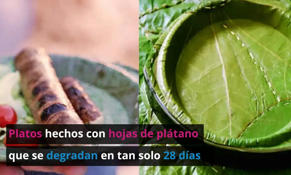 En Colombia crearon unos platos hechos con hojas de plátano que se degradan en 28 días