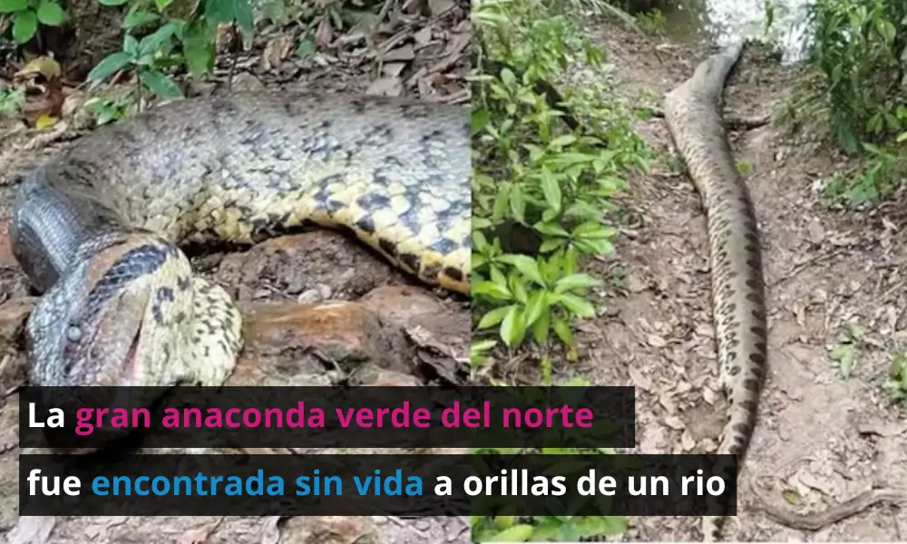 Murió la gran anaconda verde del norte, la anaconda más grande del mundo