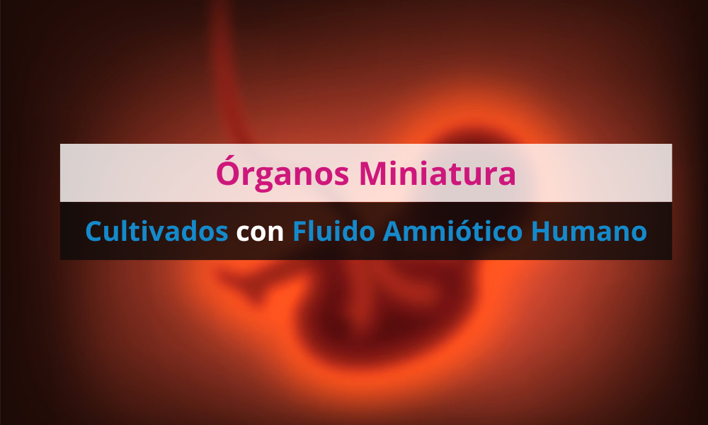Órganos Miniatura Cultivados con Fluido Amniótico Humano