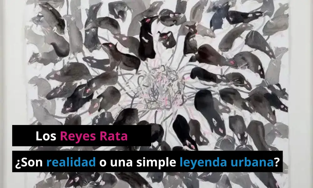 Qué son los Reyes Rata - Son reales o son ficción