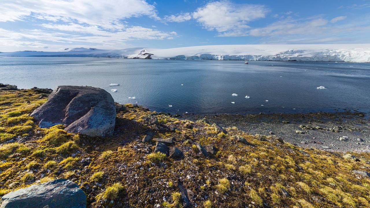 Antártida verde: Aparecen fotos de flores y plantas y el continente congelado y no es algo bueno