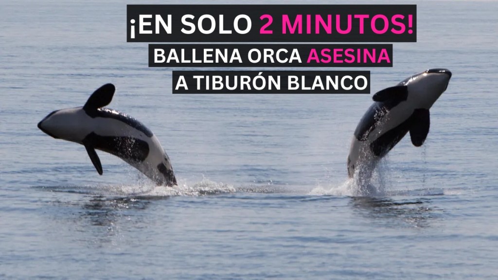 ballena orca devoró a un tiburón blanco,tiburón blanco - ballena orca devoró a un tiburón blanco