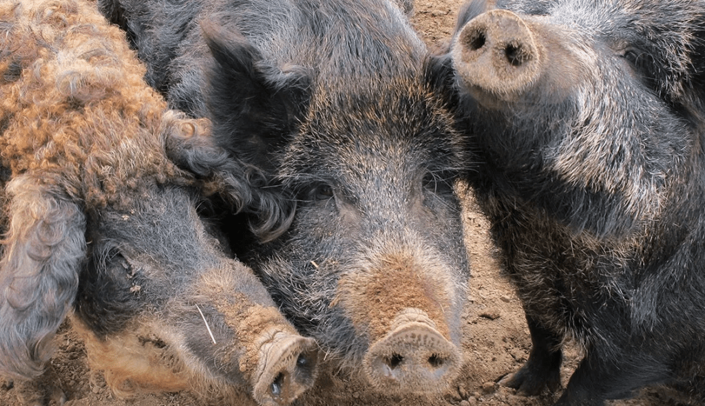 cruza-entre-cerdos-domesticos-y-salvajes