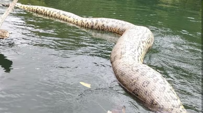 muere la anaconda más grande del mundo