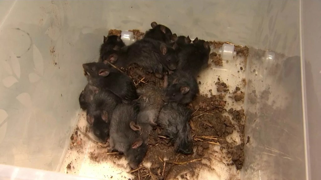 qué son los reyes rata