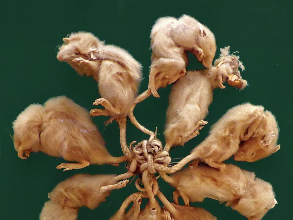 rey rata encontrado vivo