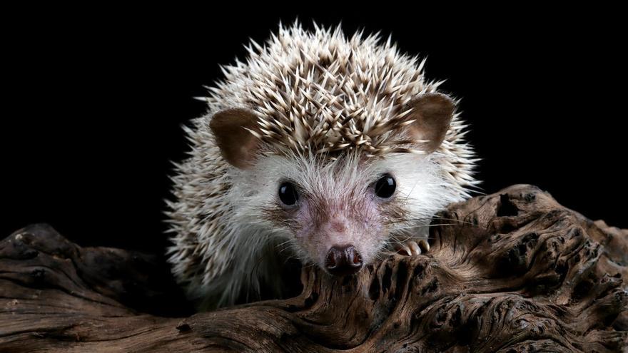 Rescata a un bebé erizo pero resulta ser un pompón de un gorro de lana 2 Rescata a un bebé erizo pero resulta ser un pompón de un gorro de lana