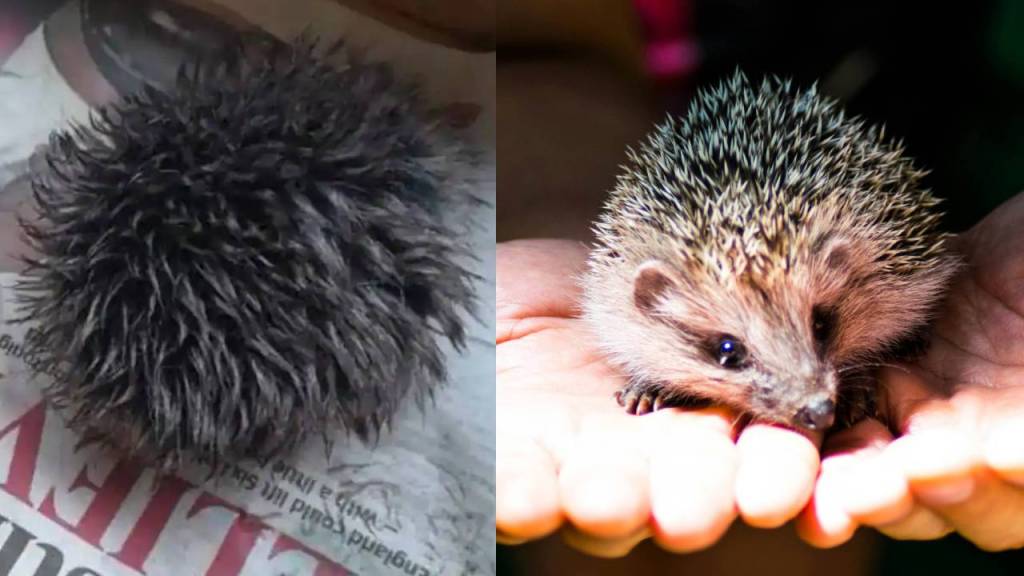 Rescata a un bebé erizo pero resulta ser un pompón de un gorro de lana 3 Rescata a un bebé erizo pero resulta ser un pompón de un gorro de lana