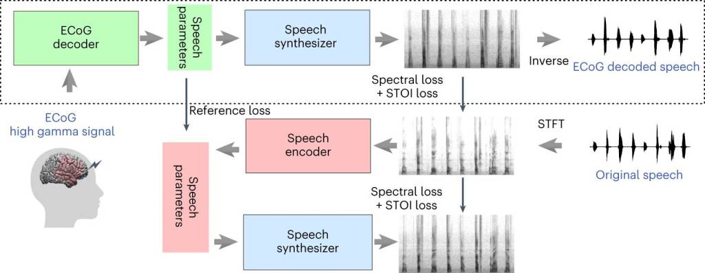 Nueva investigación podría devolver el habla perdida a través de la decodificación neuronal 3 Nueva investigación podría devolver el habla perdida a través de la decodificación neuronal