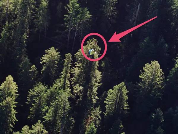 Julia Hill: La mujer que vivió 2 años sobre un árbol de 55 metros de alto para salvar un bosque de más de mil años