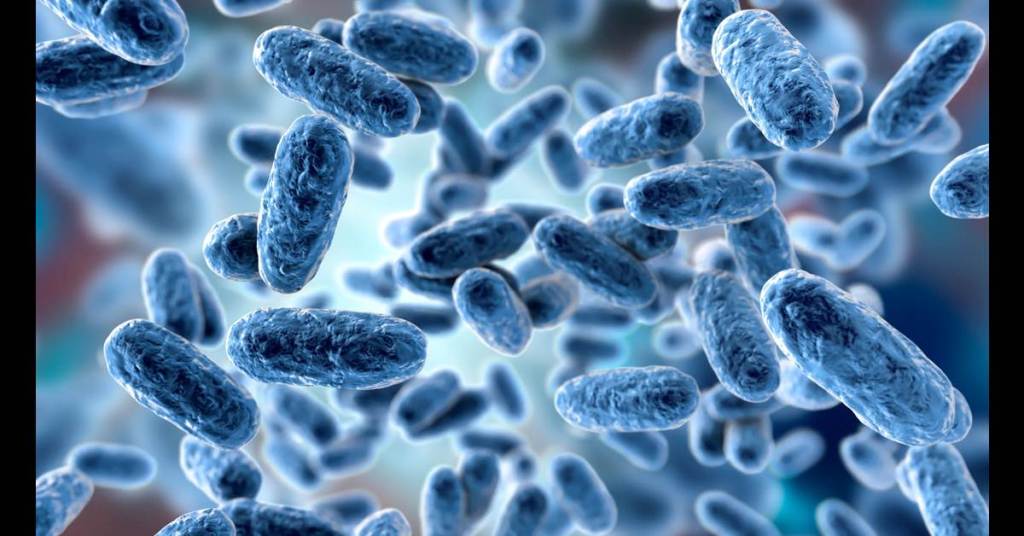 La coevolución de una bacteria marina con su organismo huésped alga