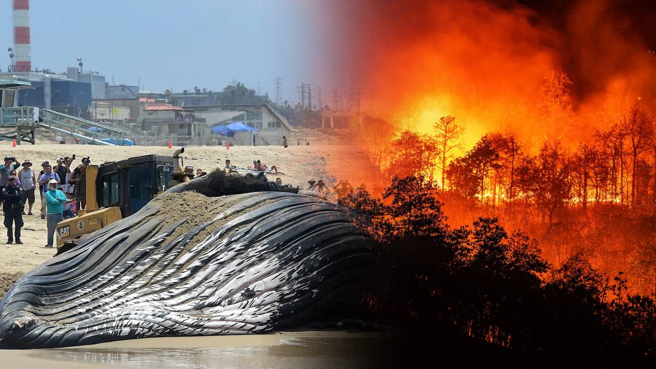 La Sexta Extinción Masiva ya empezó: Científicos explican por qué