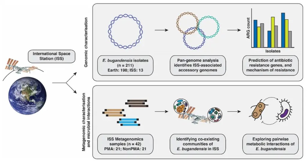 mutación de bacterias en la Estación Espacial Internacional