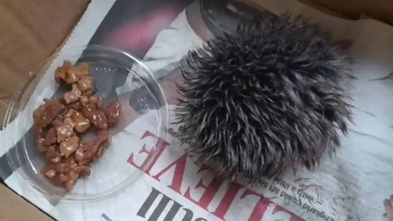 Rescata a un bebé erizo pero resulta ser un pompón de un gorro de lana 1 Rescata a un bebé erizo pero resulta ser un pompón de un gorro de lana