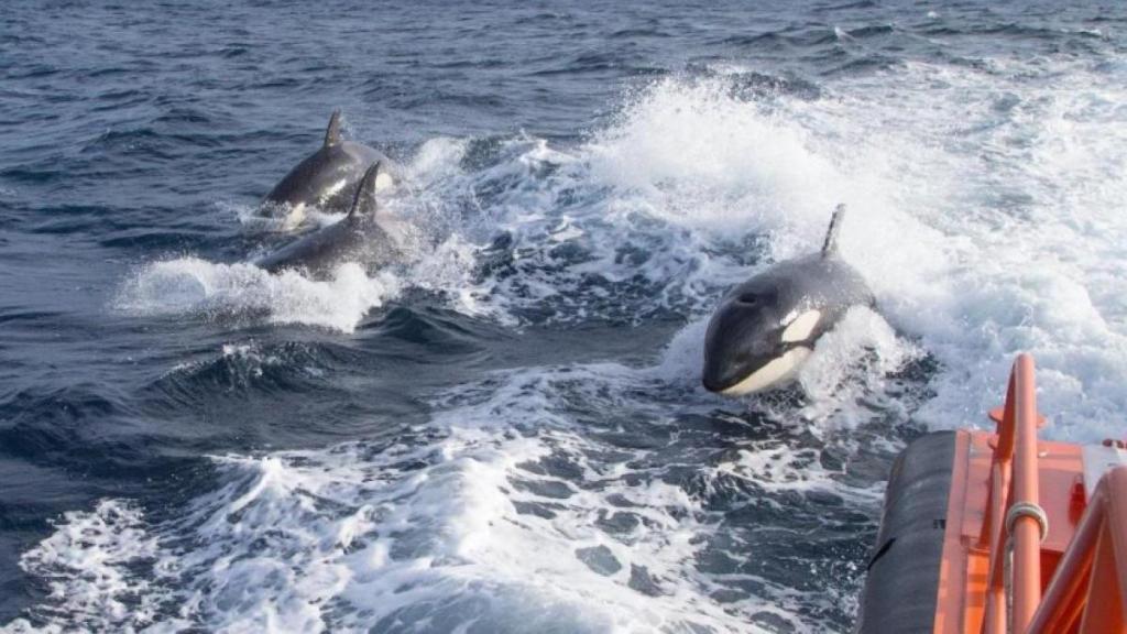 Orcas vuelven a atacar y hunden otro barco en el Mediterráneo 2 Orcas vuelven a atacar y hunden otro barco en el Mediterráneo