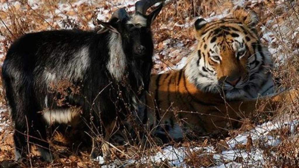 Un tigre siberiano se hace amigo de una cabra que le dieron de comer 2 Un tigre siberiano se hace amigo de una cabra que le dieron de comer