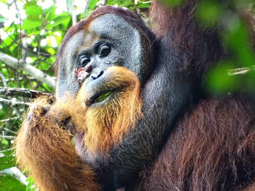 Por primera vez se observó a un orangután tratándose una herida con medicina
