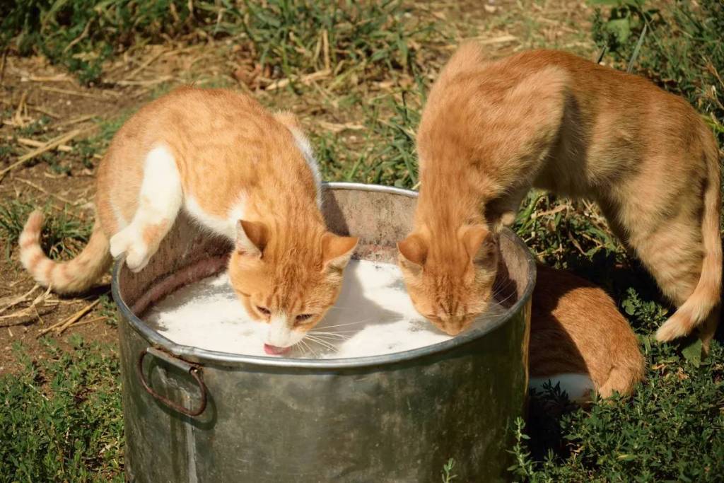 Gatos de granja fallecen por beber leche cruda de vacas contagiadas de gripe aviar H5N1 3 Gatos de granja fallecen por beber leche de vaca cruda vacas contagiadas de gripe aviar H5N1