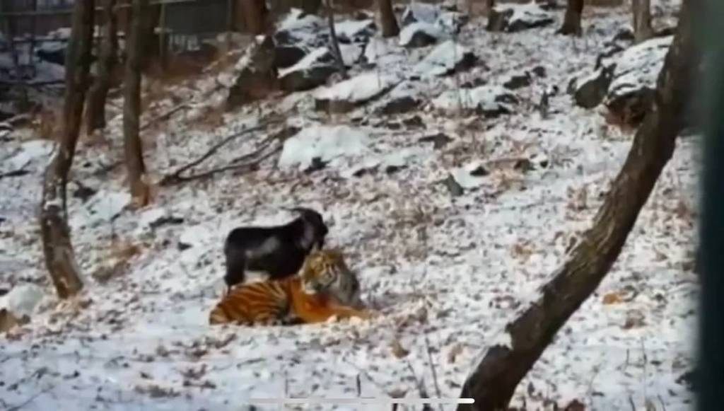 Un tigre siberiano se hace amigo de una cabra que le dieron de comer 3 Un tigre siberiano se hace amigo de una cabra que le dieron de comer