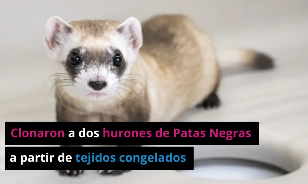 Científicos han clonado dos hurones de Patas Negras a partir de tejidos congelados 1 Científicos han clonado dos hurones de Patas Negras a partir de tejidos congelados