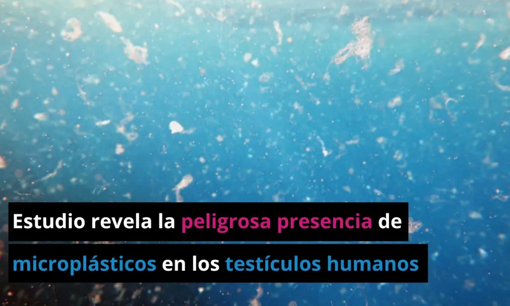 Estudio revela la presencia de microplásticos dentro de los testículos humanos 1 Estudio revela la presencia de microplásticos dentro de los testículos humanos