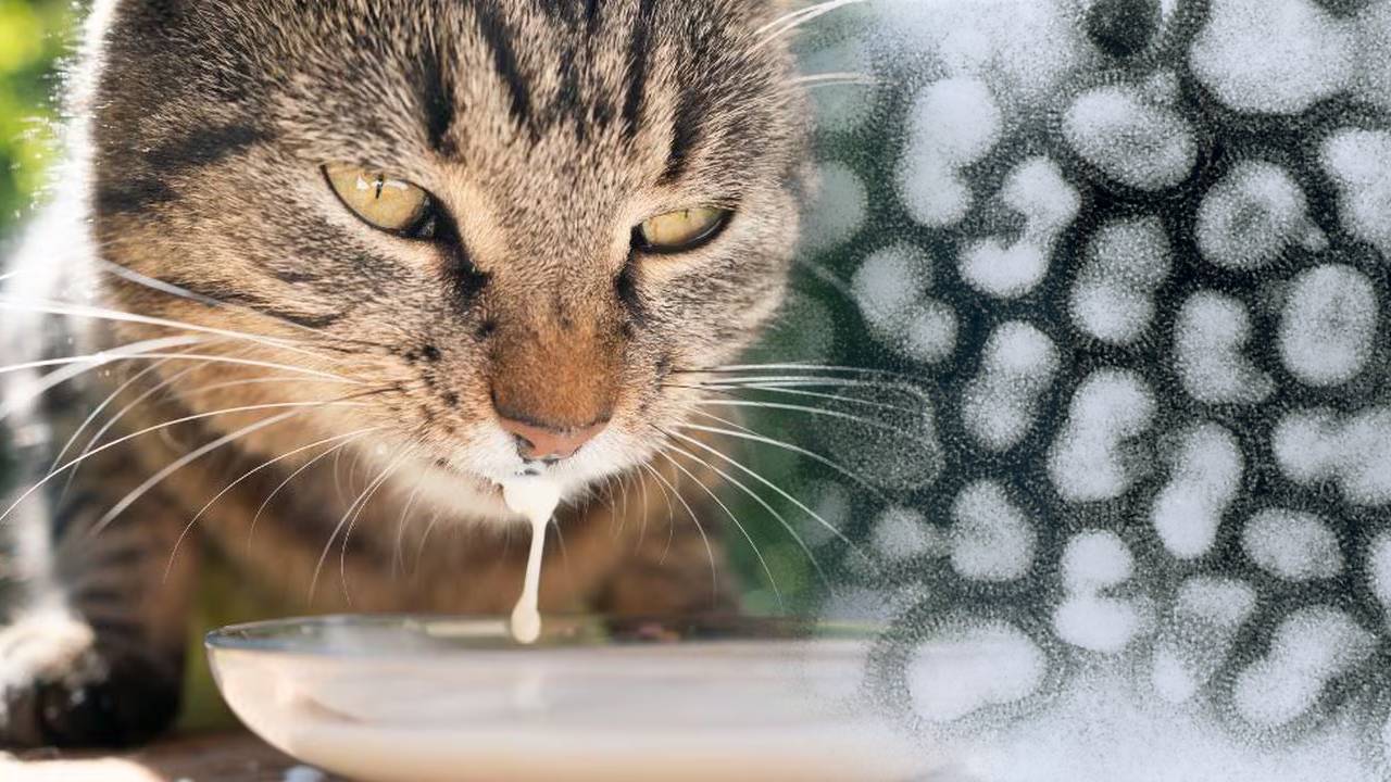 Gatos de granja fallecen por beber leche cruda de vacas contagiadas de gripe aviar H5N1 1 Gatos de granja fallecen por beber leche de vaca cruda vacas contagiadas de gripe aviar H5N1